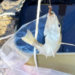 いつまでキスは釣れるかな?ついに落ちギス来るか。